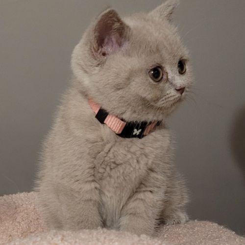 Chatons scottish et highland straight