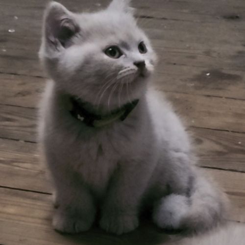 Chatons scottish et highland straight #9