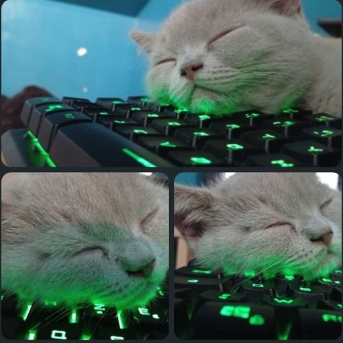 Chatons scottish et highland straight #10