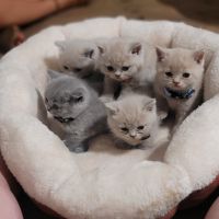 Chatons scottish et highland straight #1