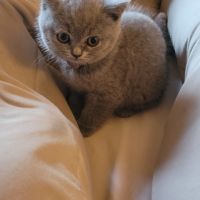 Chatons scottish et highland straight #3