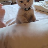 Chatons scottish et highland straight #4