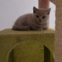 Chatons scottish et highland straight #5