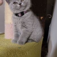 Chatons scottish et highland straight #6