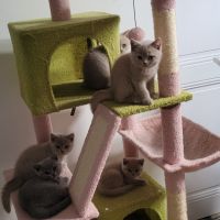 Chatons scottish et highland straight #8