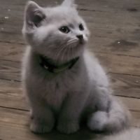 Chatons scottish et highland straight #9