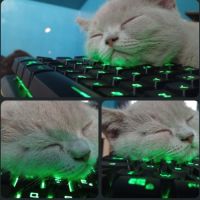 Chatons scottish et highland straight #10