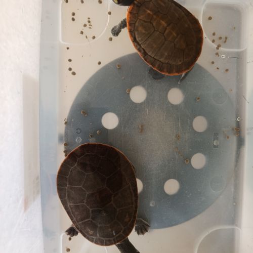 Emydura subglobosa #0