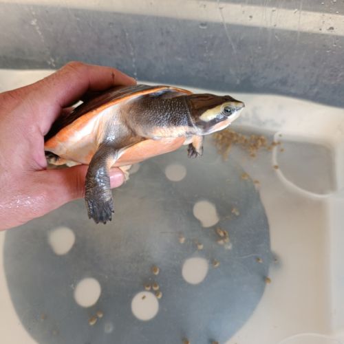 Emydura subglobosa #4