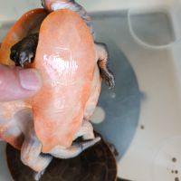 Emydura subglobosa #3