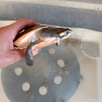 Emydura subglobosa #4