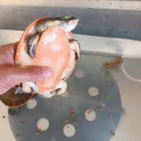 Emydura subglobosa #5