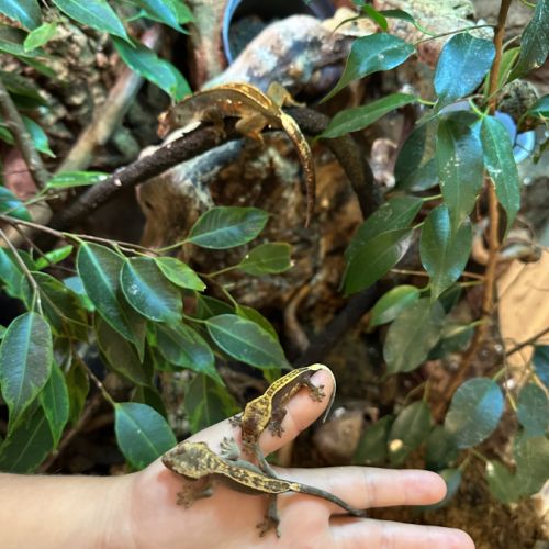 Gecko à crête juvénile(2 disponibles) #1