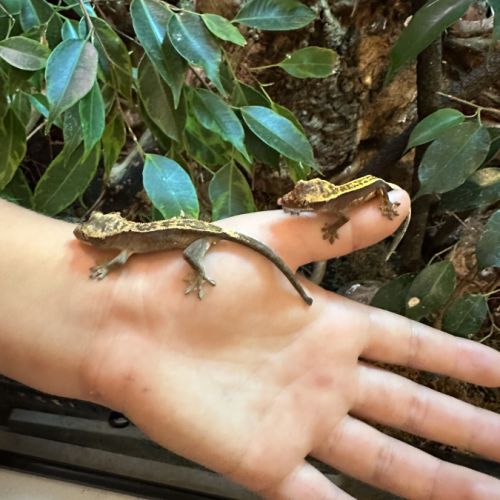 Gecko à crête juvénile(2 disponibles) #2