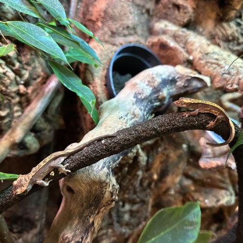 Gecko à crête juvénile(2 disponibles) #0