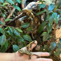 Gecko à crête juvénile(2 disponibles) #1