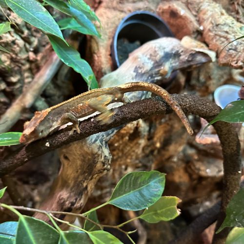 Gecko à crête mâle 1 an #0