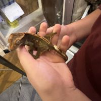 Gecko à crête mâle 1 an #3