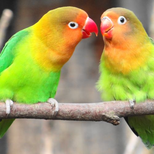 Magnifique couple inséparable fischer #0