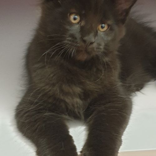 Chatons maine coon loof ulyacoon's d'amitycoon #2