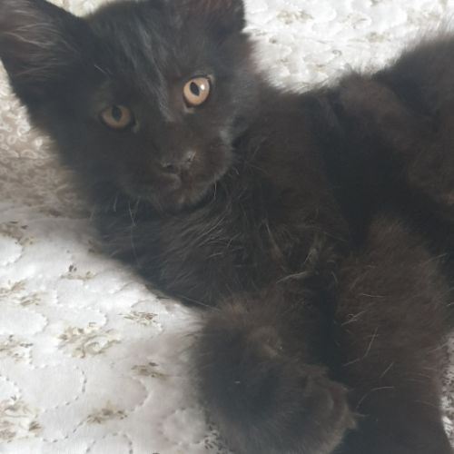 Chatons maine coon loof ulyacoon's d'amitycoon #3