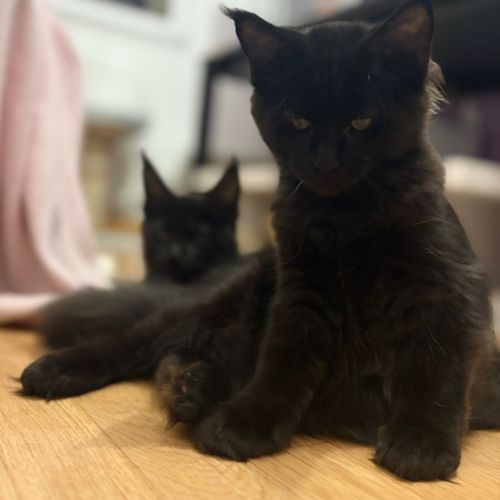 Chatons maine coon loof ulyacoon's d'amitycoon #4