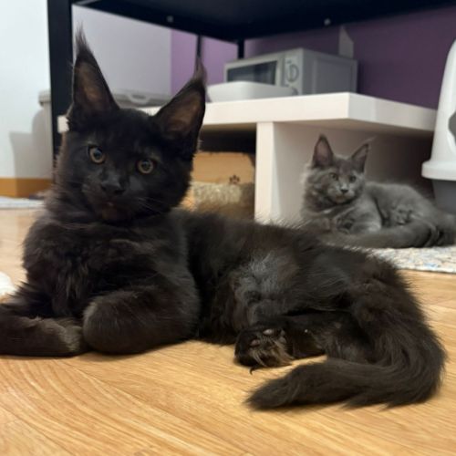 Chatons maine coon loof ulyacoon's d'amitycoon #5