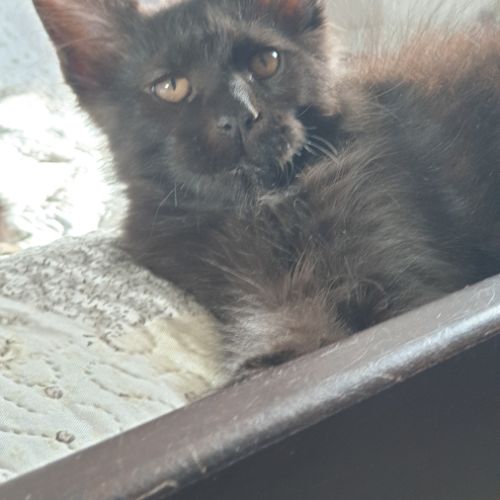 Chatons maine coon loof ulyacoon's d'amitycoon #6