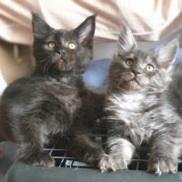 Chatons maine coon loof ulyacoon's d'amitycoon