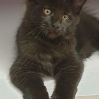 Chatons maine coon loof ulyacoon's d'amitycoon #2