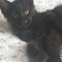 Chatons maine coon loof ulyacoon's d'amitycoon #3