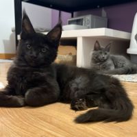 Chatons maine coon loof ulyacoon's d'amitycoon #5