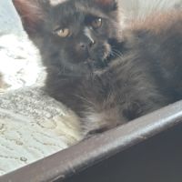 Chatons maine coon loof ulyacoon's d'amitycoon #6