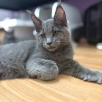 Chatons maine coon loof ulyacoon's d'amitycoon #7