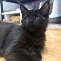 Chatons maine coon loof ulyacoon's d'amitycoon #8