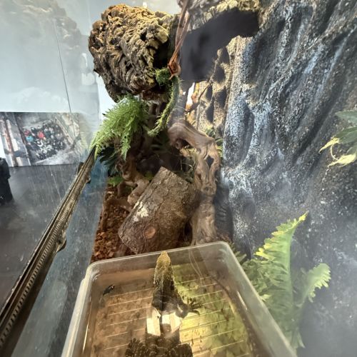 Dragon australien #3