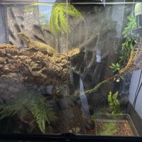 Dragon australien #0