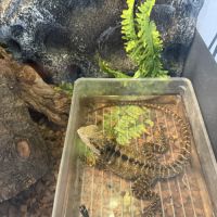 Dragon australien #2