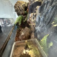 Dragon australien #3