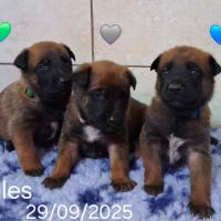Chiots berger belge malinois