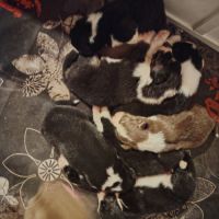 A réserver chiots berger australien