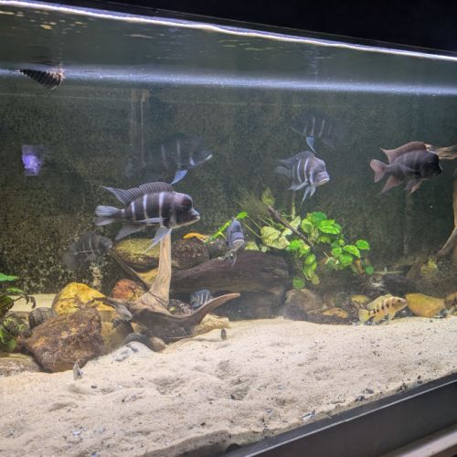 Poisson du lac tanganyika