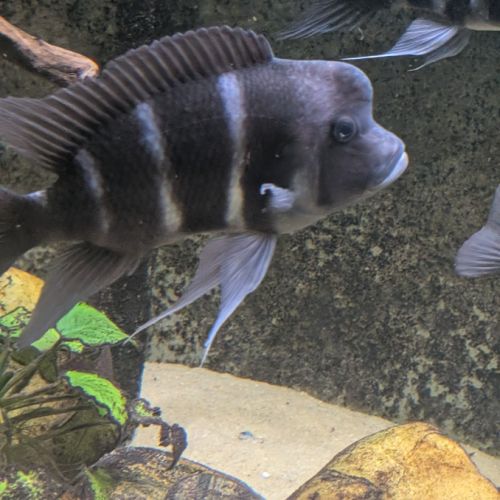 Poisson du lac tanganyika #3