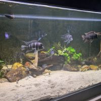 Poisson du lac tanganyika