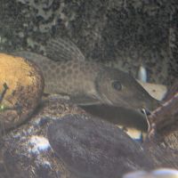 Poisson du lac tanganyika #2