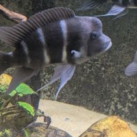 Poisson du lac tanganyika #3