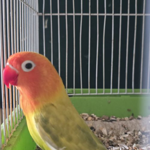 Lot de 15 inseprable #1