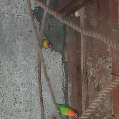 Lot de 15 inseprable #0