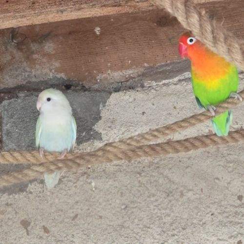 Lot de 15 inseprable #5