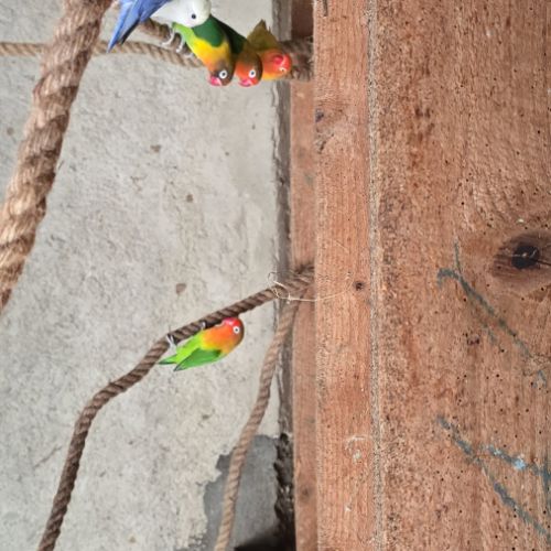 Lot de 15 inseprable #6